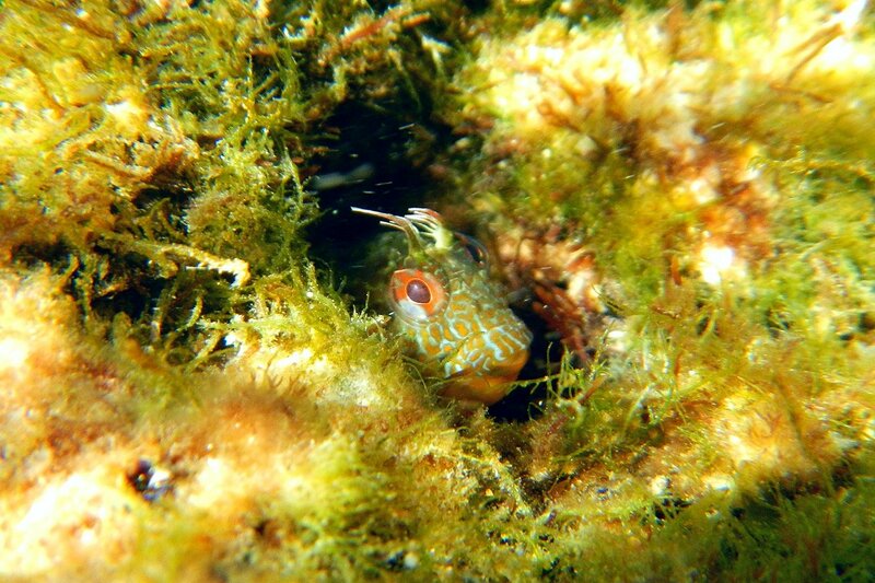 Морская собачка-сфинкс (лат. Aidablennius sphynx) с усиками на голове между красными глазками высовывается из своей норки в камне среди водорослей в бухте Омега на Чёрном море