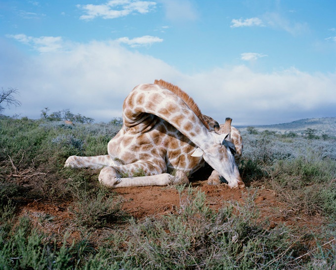 Дэвид Чанселлор. Фотографии охотников и их жертв в Африке 