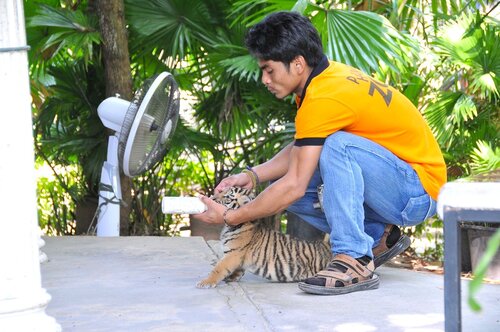 Кормление тигренка