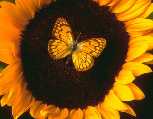 buttlerfly sunflower