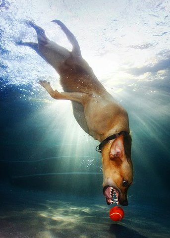 Фотограф Seth Casteel. Фотосет с собаками, играющими в водное поло