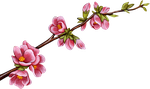 flores,цветущие деревья и кустарники PNG