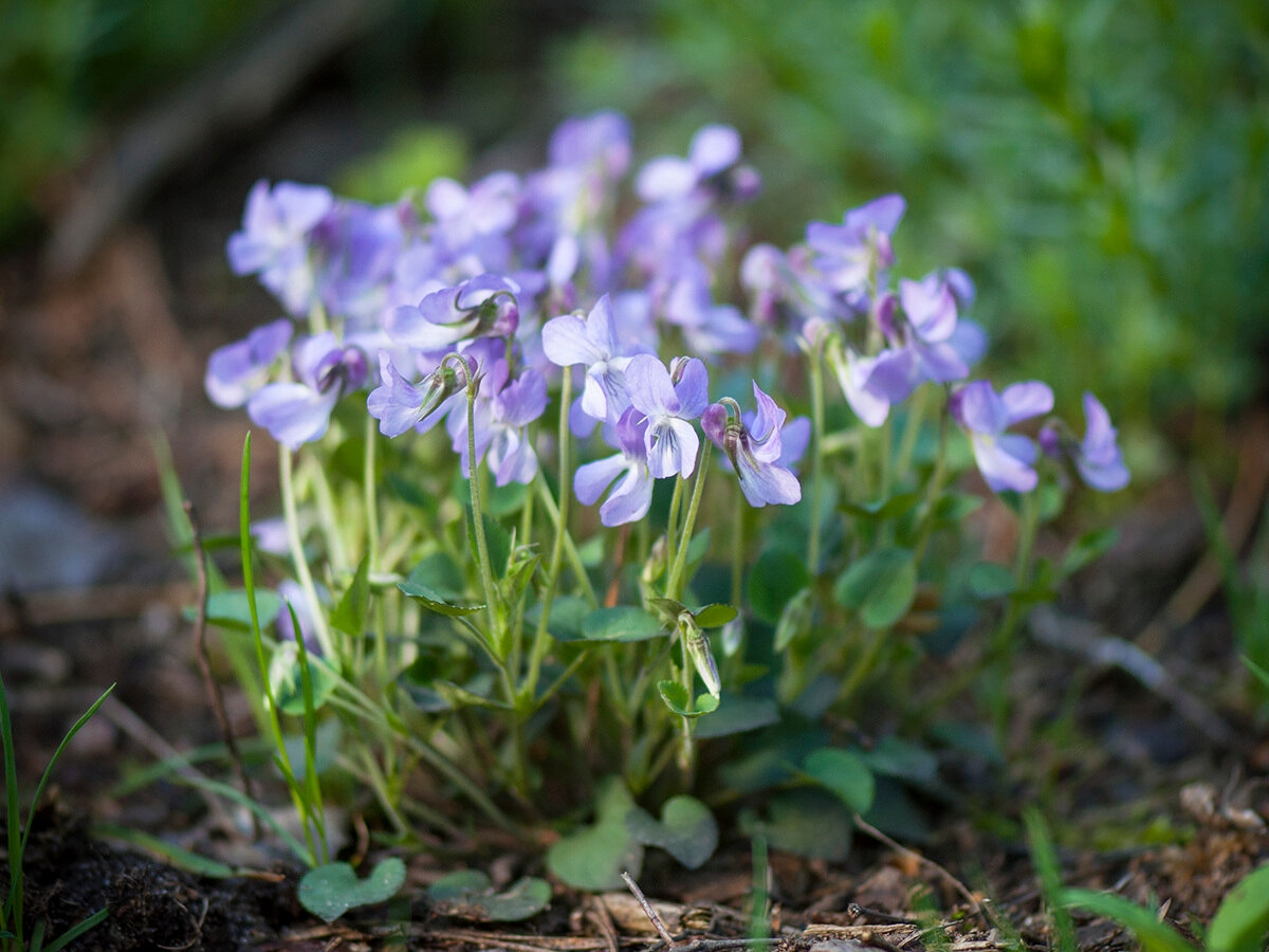Фиалка скальная (Viola rupestris) Автор фото: Владимир Брюхов