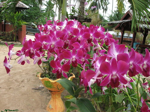 Орхидеи (дендробиум)