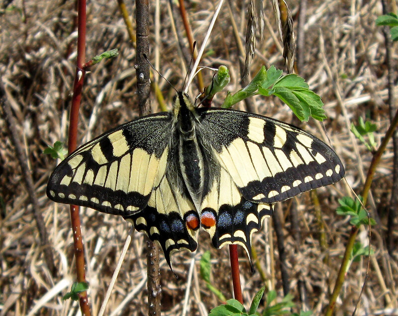 Махаон (Papilio machaon). Автор фото: Олег Селиверстов