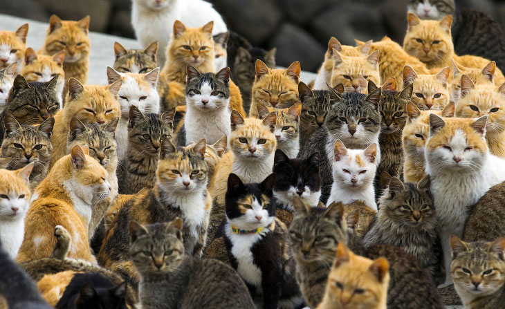 Остров кошек Аошима (25 фото)