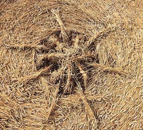 Пшеница крупным планом (круги на полях) 0_350ff_6a623773_XL