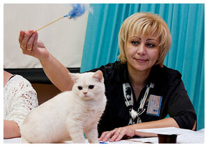 Выставка кошек AFC "Удивительные кошки", 03 марта 2013 Открытый Чемпионат Сургут, ХМАО 0_91ab6_c115a2f_M