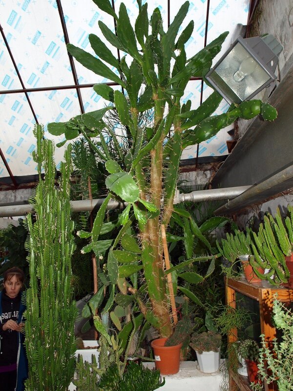 молочай и гигантский кактус