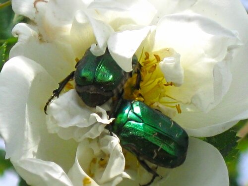 зелені жуки на белом пионе