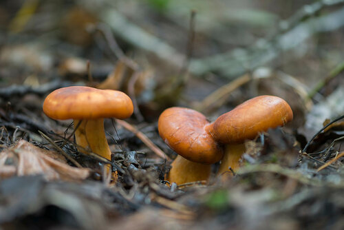 Молочай (Lactarius volemus). Автор: Владимир Брюхов