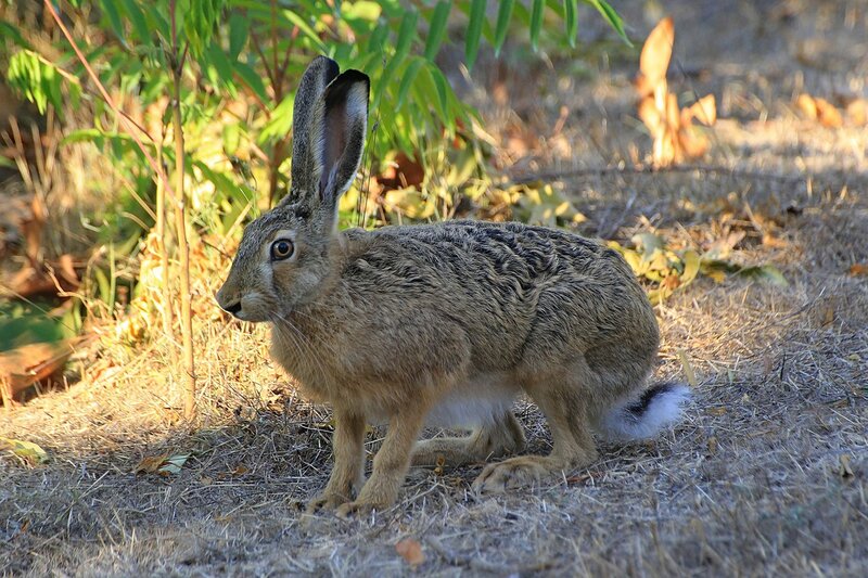 Заяц-русак (Lepus europaeus) серо-бурого цвета, с длинными ушами и коротким хвостиком в Парке Победы в Севастополе (Крым)