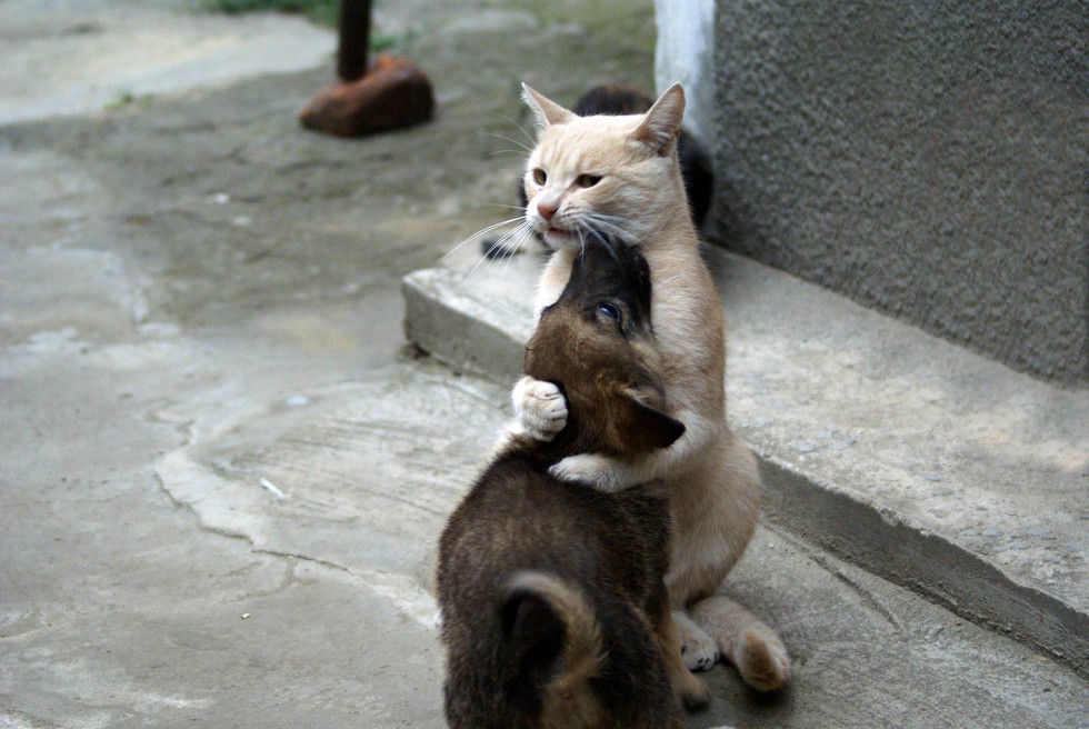6. Все будет хорошо, родной, мы вместе. ( dogsandcatslivingtogether.tumblr.com )