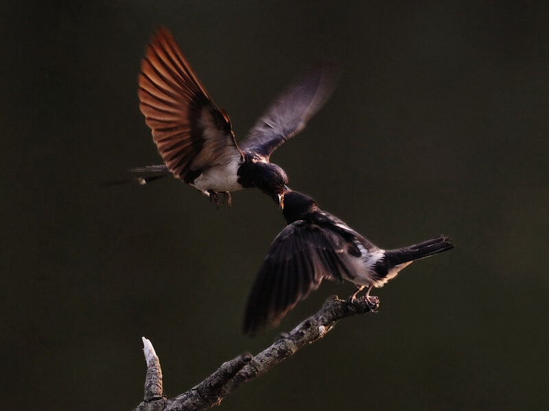 Кормление птенцов (5 фото Дэвида Свифта) и самые интересные факты о птицах