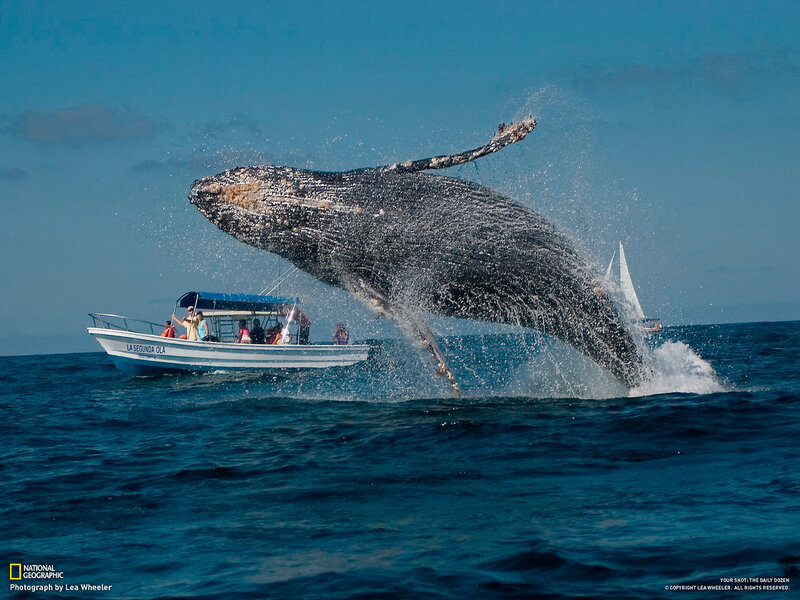 фото кит над водой