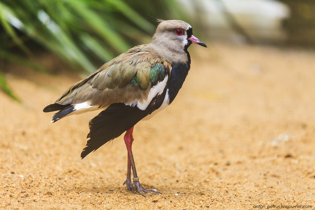 Парк птиц, Игуасу, Бразилия