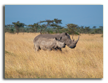 Кения. Rhinos walking safely and away from poachers in the Sweetwaters Game Preserve. Фото Francois_Gagnon - Depositphotos