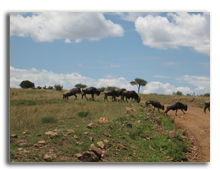 Кения. Масаи Мара. Фото Павла Аксенова