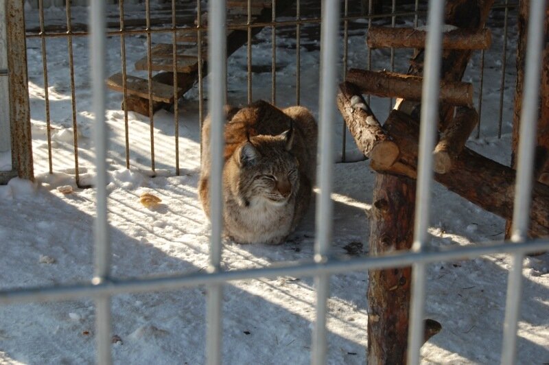 Зоопарк тайга Сургут амурский тигр сеерные олени