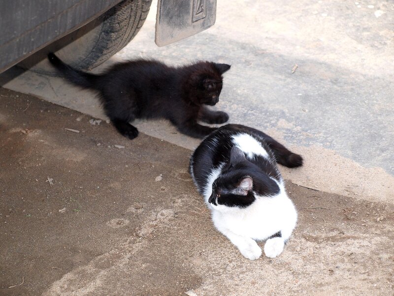 Кошки и котята спасателей P4281369.jpg