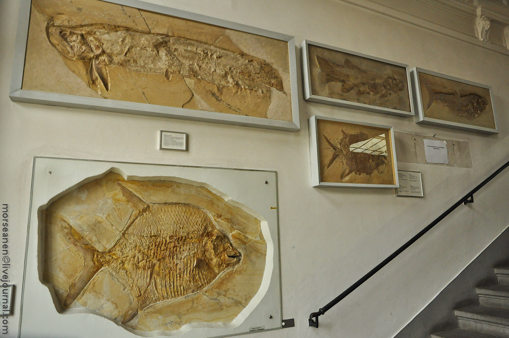 Милые кости из палеонтологического музея в Мюнхене. 