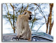 Кения. The Monkey in the park in the Kenya. Фото SkyNex - Depositphotos