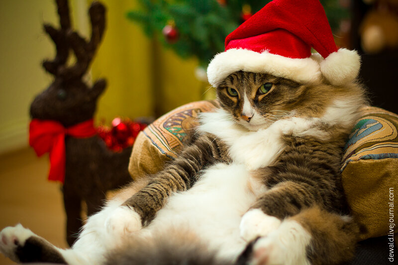 Картинки по запросу фото новогоднего кота