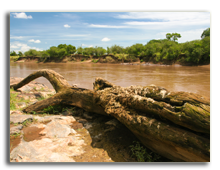 Кения. Масаи Мара. Mara River full of crocodiles.  Фото wrobel27 - Depositphotos