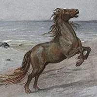 John Elliott, The great sea horse