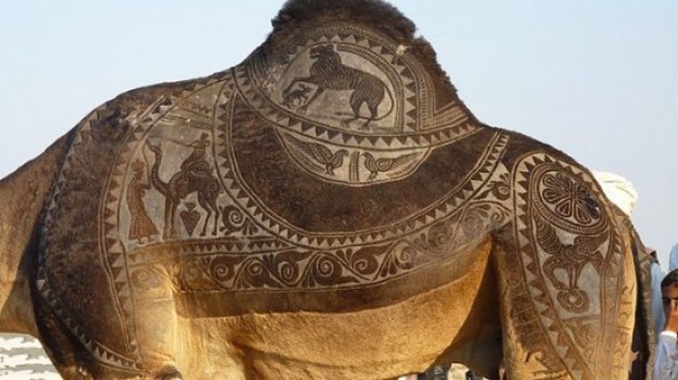 Camel art.     