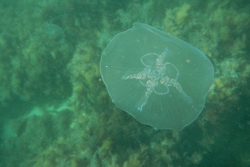 Медуза аурелия (Aurelia aurita), или ушастая медуза в Чёрном море недалеко от мыса Фиолент