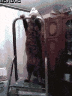 Фишка дня - цирк Дюсолей в исполнении кота
