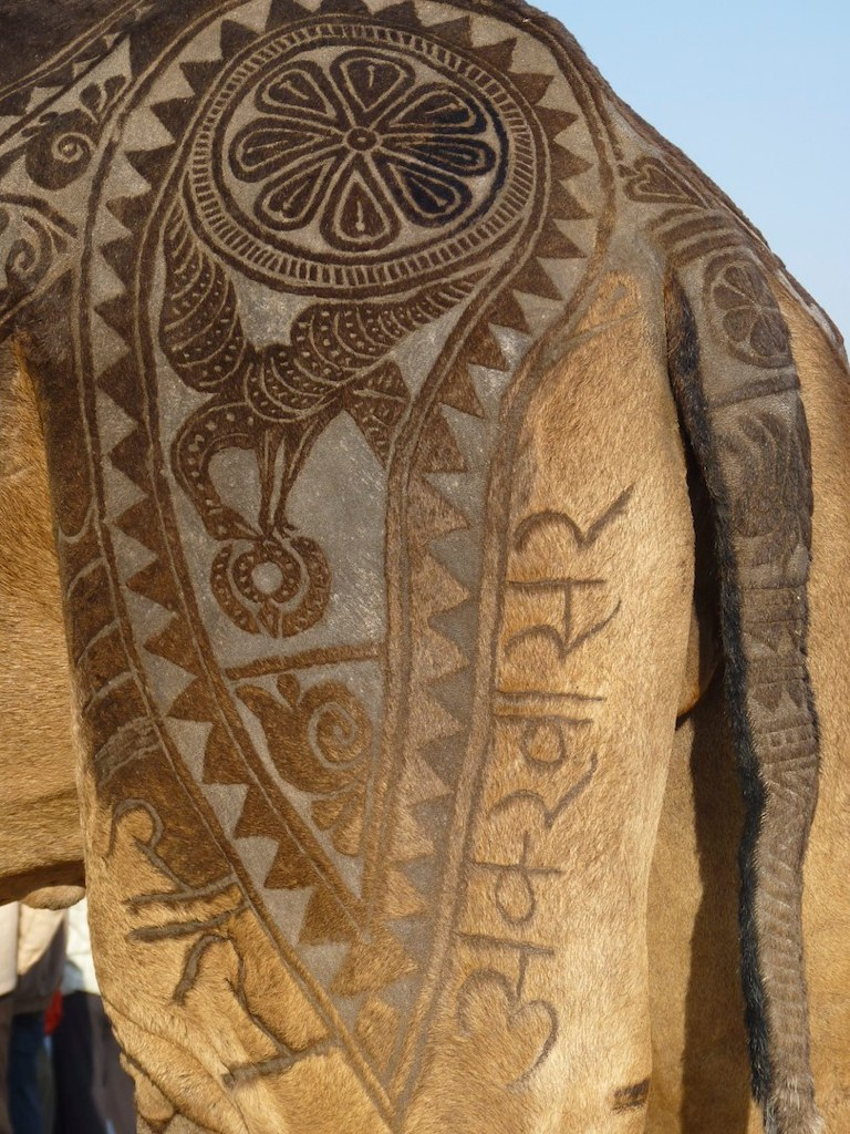 Camel art.     