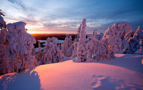 Snow-covered trees in Kuusamo, Lapland, Finland