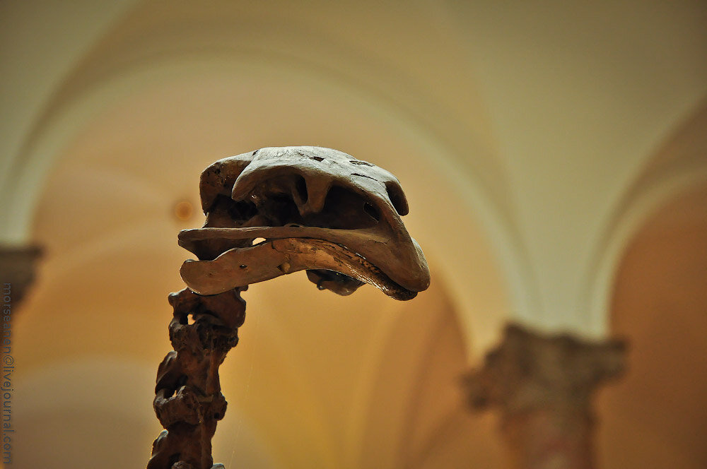 Милые кости из палеонтологического музея в Мюнхене. 