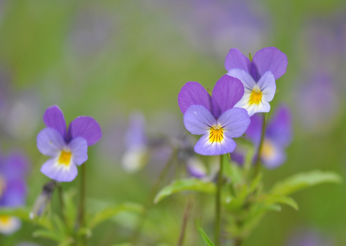 Фиалка трёхцветная (Viola tricolor) Автор фото: Владимир Брюхов