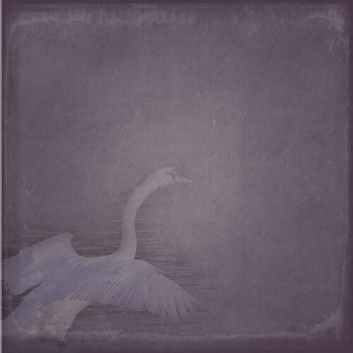 «Flight of the Swan» 0_9a166_b320366b_L