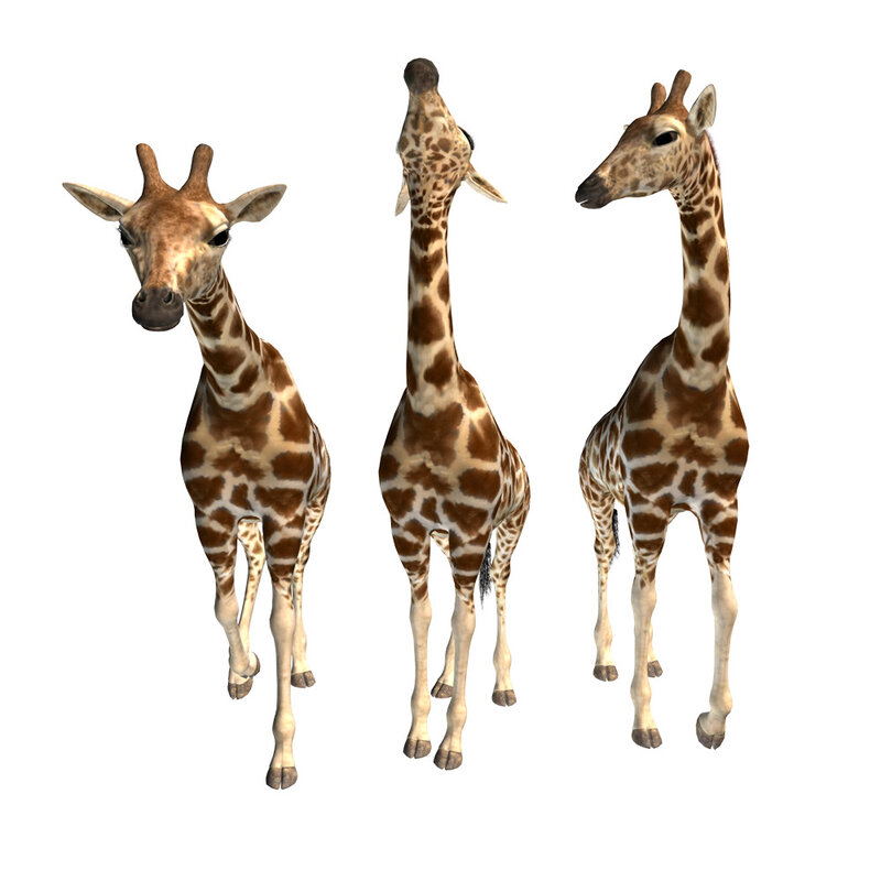 Giraffe Stock 1 by Shoofly Stock
