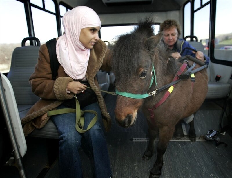 Лошадка-поводырь для мусульманки 