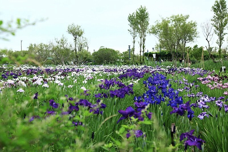 Водный сад ирисов в Японии / The water garden iris Suigo Sahara / Фото + видео