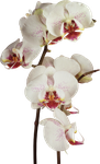 пнг,клипарт,цыеты,орхидеи,PNG,png,flower