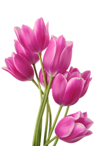Tulips,