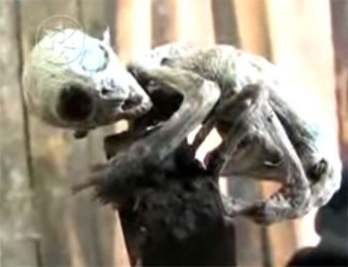 Инопланетяне на земле - Alien Baby найден в Мексике