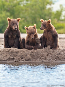 медвежата у реки
