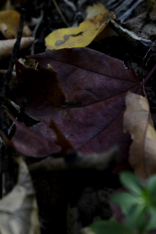 Золотая осень в лесу на 3-ей Дачной, Саратов, 9 октября 2011 года.