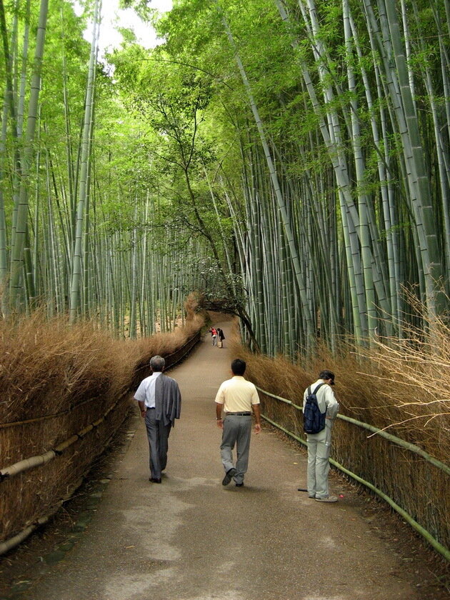 Бамбуковая роща в Киото. Япония