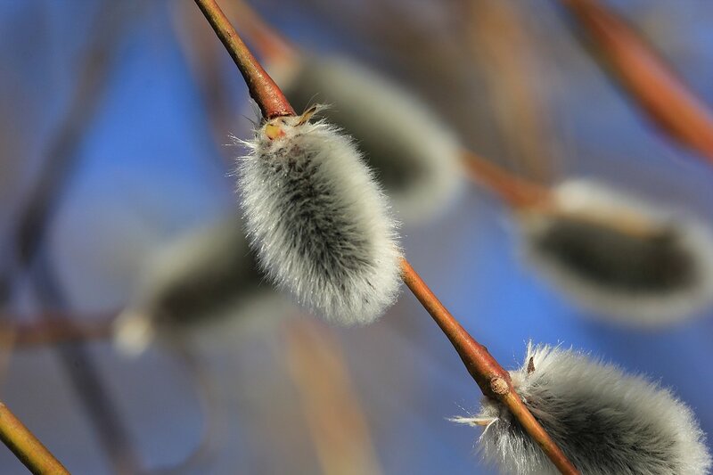Белые и пушистые почки (цветы) вербы (ивы остролистой, Salix acutifolia, она же краснотал) крупным планом