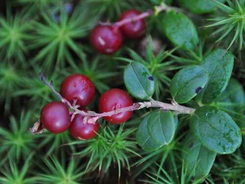Брусника обыкновенная (Vaccinium vitis-idaea) Автор фото: Владимир Брюхов