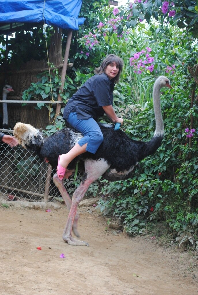 А вы когда-нибудь катались на страусе?... 