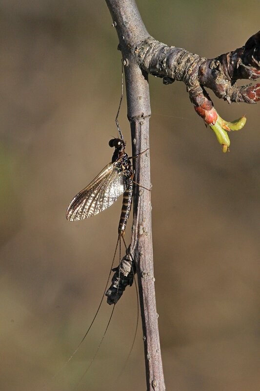 Насекомое из отряда подёнки (Ephemeroptera) с двумя парами крыльев разной длины и тремя длинными хвостовыми нитями сидит на веточке дерева